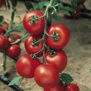 Джадело F1 - томат індетермінатний, 1000 насінин, Nickerson Zwaan фото, цiна